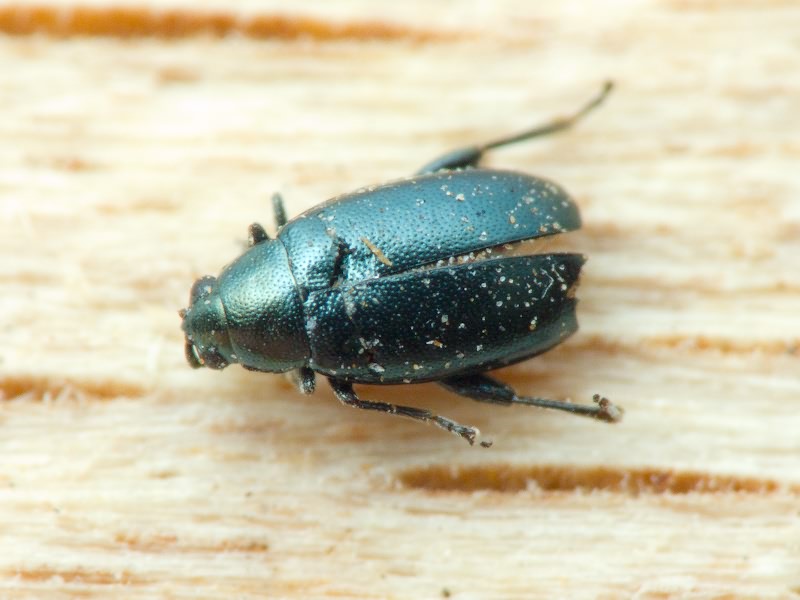 Phyllotreta nigripes (Fabricius, 1775)